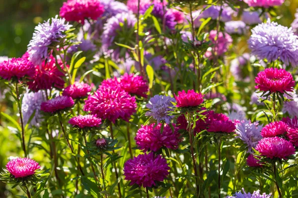 Bright Autumn Flowers Nature Landscape — Stock Photo, Image