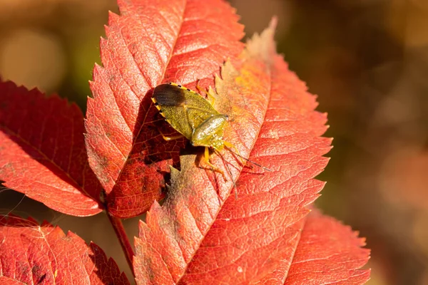 Insecto Apestoso Otoño Hoja Roja —  Fotos de Stock