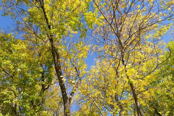 Folhas Árvores Vista Baixo Para Céu Paisagem Outono — Fotografia de Stock