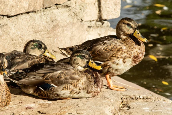 Dzika Kaczka Pobliżu Woda Natura — Zdjęcie stockowe