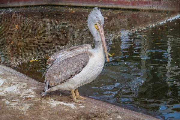 Graupelikan Teich — Stockfoto