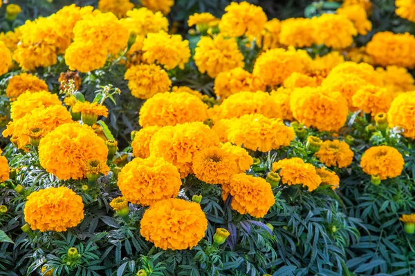 Marigolds Kis Virágok Sok — Stock Fotó