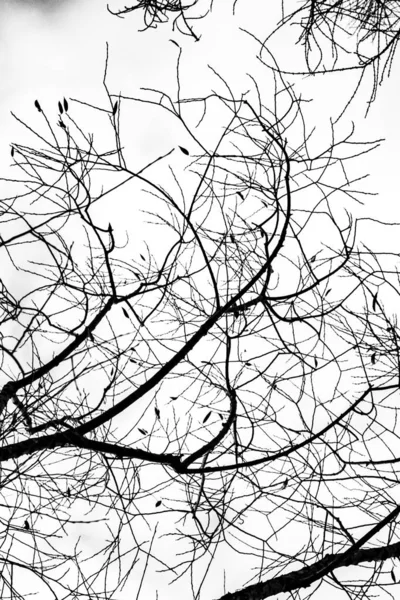 Arbre Branches Silhouette Sur Fond Blanc — Photo