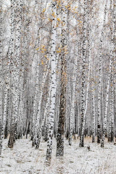 Vintern Som Första Snön Björk Skogslandskapet — Stockfoto