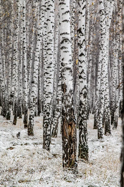 Invierno Primera Nieve Abedul Bosque Paisaje —  Fotos de Stock