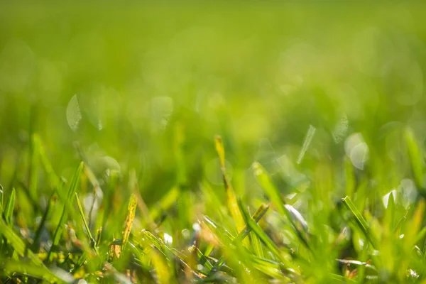 緑の芝生に背景のボケ味がぼやけています — ストック写真
