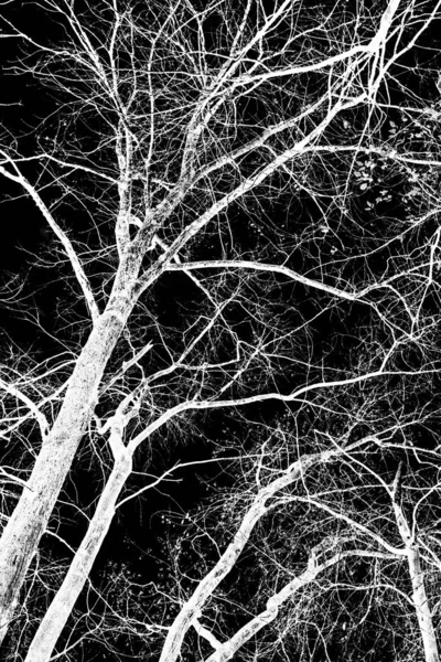 Branches Arbre Silhouette Blanche Sur Fond Noir — Photo