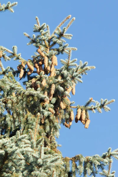 Pine Cones Branches Blue Spruce — Stock Photo, Image