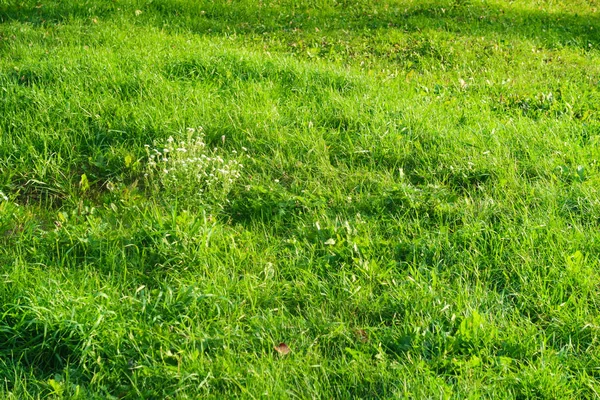 緑の芝生のクローズ アップの背景 — ストック写真