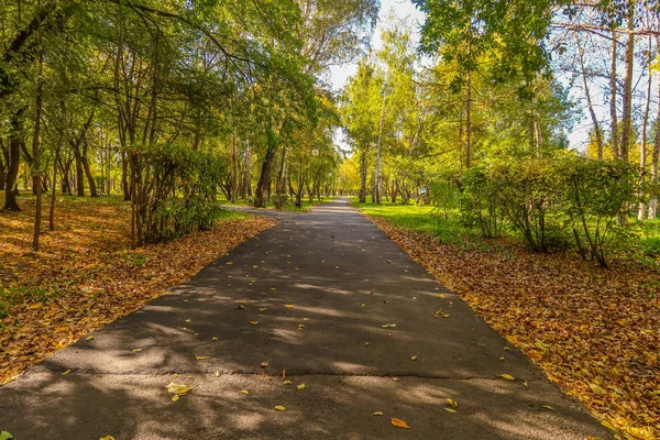 Asphalt Road Forest Park Autumn Landscape — Stock Photo, Image