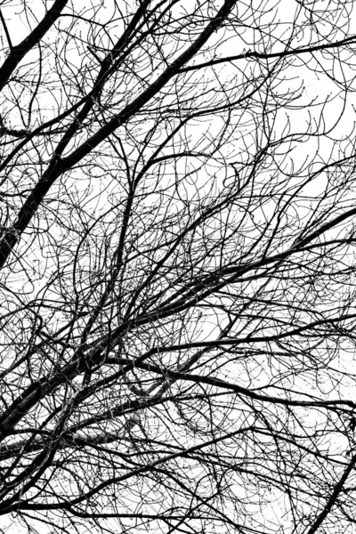 Tree Branches Silhouette White Background — Stock Photo, Image