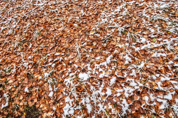 Podzim Listí Trávu Sněhu — Stock fotografie