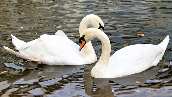 Swan Pływa Stawie — Zdjęcie stockowe