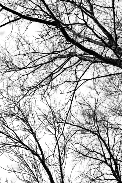 Tree Branches Silhouette White Background — Stock Photo, Image