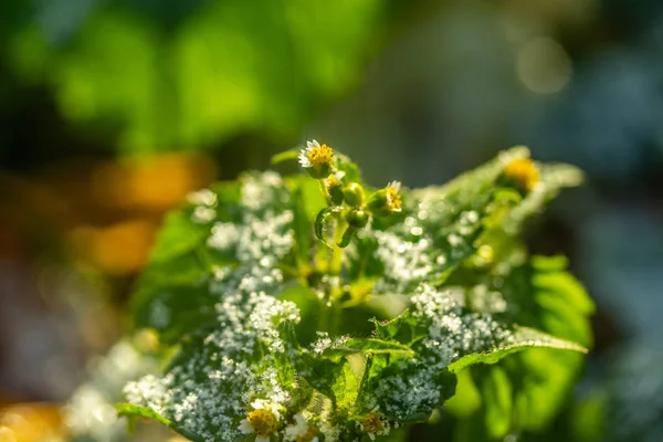 Herbe Verte Neige Fond Flou Bokeh — Photo