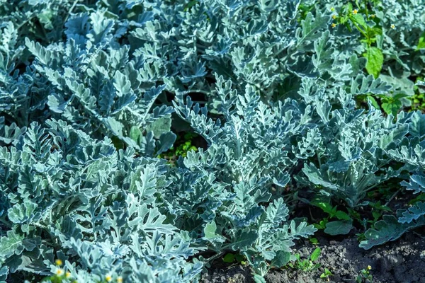 close up view of ornamental carrot plant