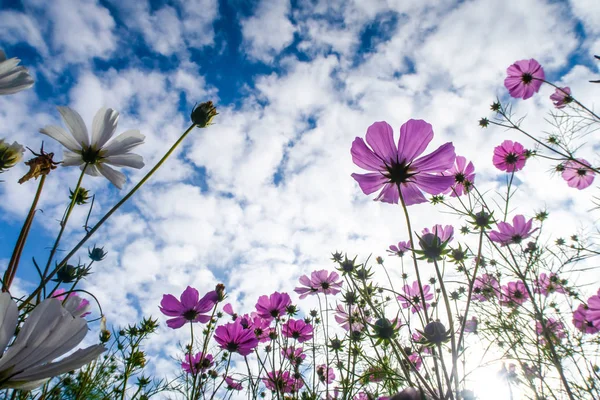 Cosmos Çiçekler Görüntülemek Aşağıdan Gökyüzüne Doğru — Stok fotoğraf