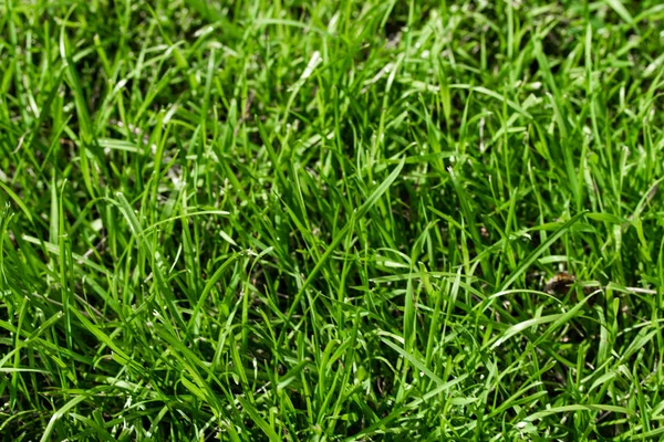 Grama Verde Com Fundo Borrado Bokeh — Fotografia de Stock