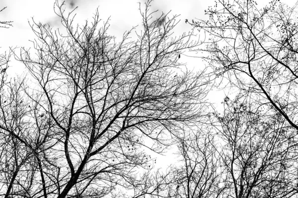 Silueta Ramas Árbol Sobre Fondo Blanco — Foto de Stock