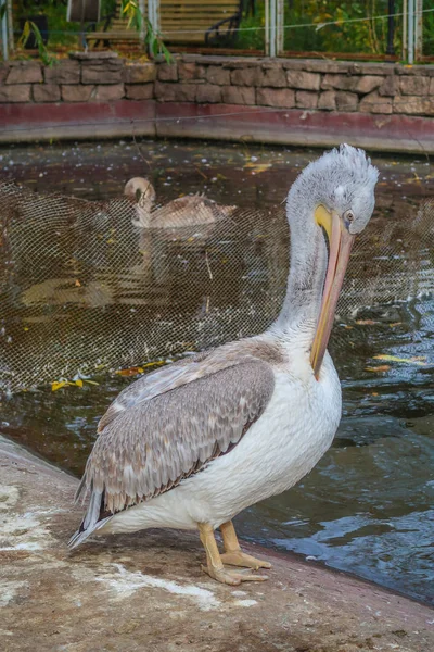 Graupelikan Teich — Stockfoto