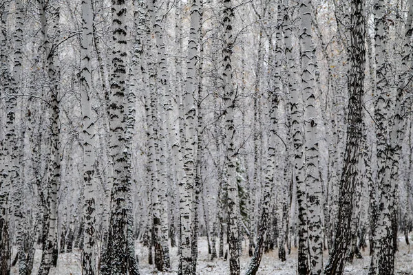 Zimní První Sníh Březová Lesní Krajina — Stock fotografie