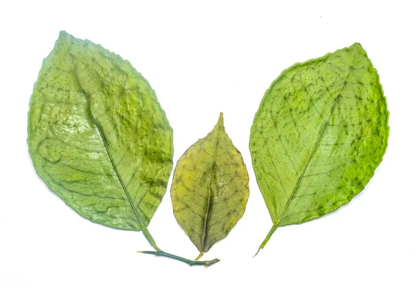 Grönt Löv Vit Bakgrund — Stockfoto