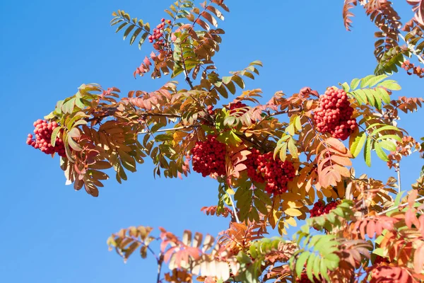 Яркие Цвета Осеннего Дерева — стоковое фото