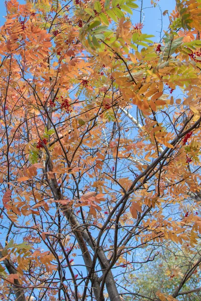 Herbst Baum Esche Leuchtende Farben Der Natur — Stockfoto