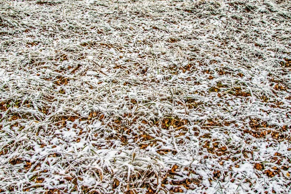 秋天在雪中留下青草 — 图库照片