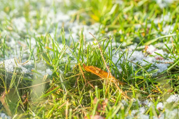 Grama Verde Neve Desfocada Fundo Bokeh — Fotografia de Stock