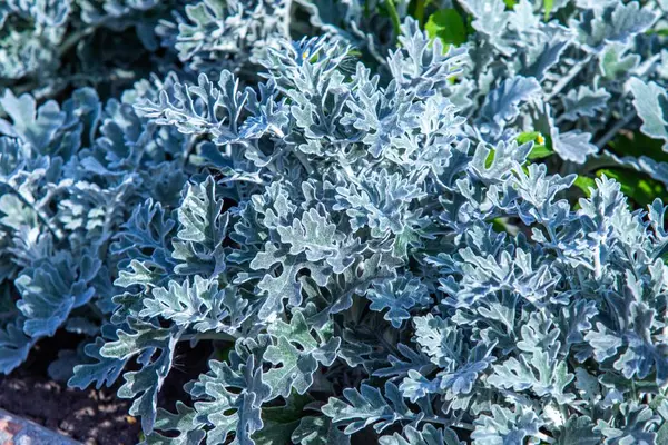 Vista Ravvicinata Della Pianta Ornamentale Della Carota — Foto Stock