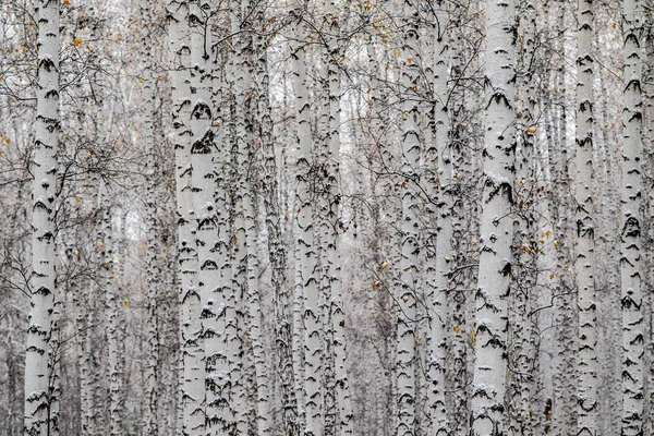 Kar Huş Ağacı Orman Manzara Kış — Stok fotoğraf