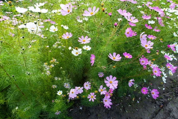 Kosmos Kwiaty Wirydarz Góry Krajobraz Natura — Zdjęcie stockowe