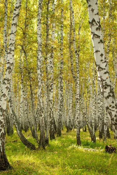 Желтый Березовый Лес Поздняя Осень — стоковое фото