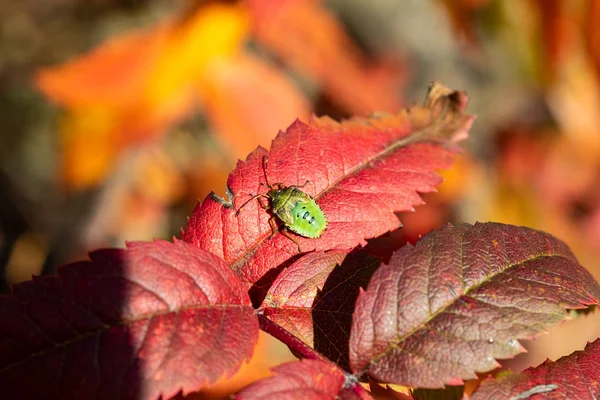 stink bug, red leaf autumn