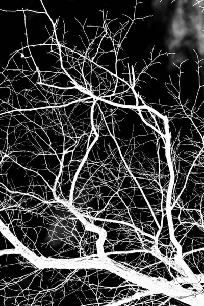 Branches Arbre Silhouette Blanche Sur Fond Noir — Photo