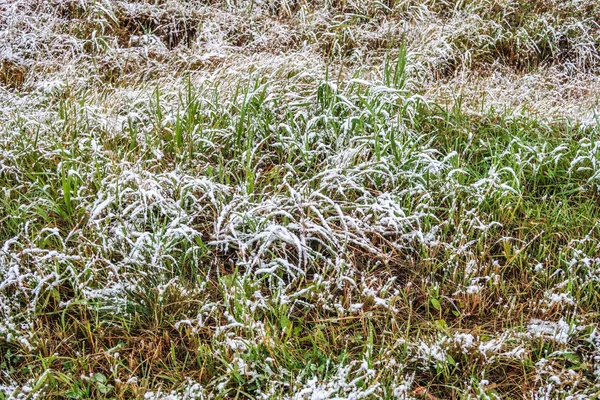 雪中高大的绿草 — 图库照片