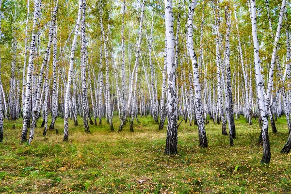 Yellow Birch Forest Late Autumn Nature Landscape — Stock Photo, Image