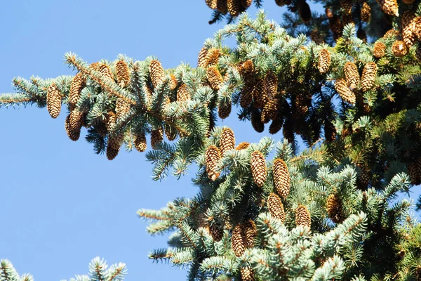 Pine Cones Blue Spruce — Stock Photo, Image