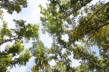 huş ağacı orman manzaralı gökyüzüne Sonbahar Doğa