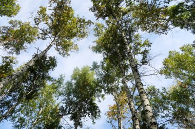 huş ağacı orman manzaralı gökyüzüne Sonbahar Doğa