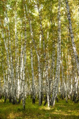 Sarı huş ağacı orman, geç sonbahar doğa manzara