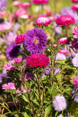 parlak sonbahar çiçek doğa manzara