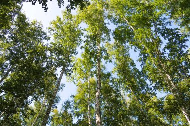 orman manzaralı aşağıdan gökyüzüne huş ağacı