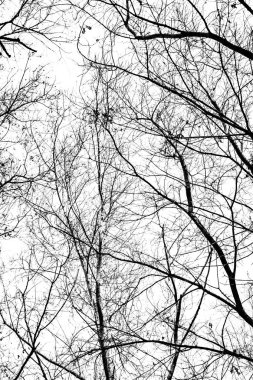Beyaz arkaplanda ağaç dalları silueti