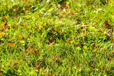 yeşil çim arka plan odak merkezi