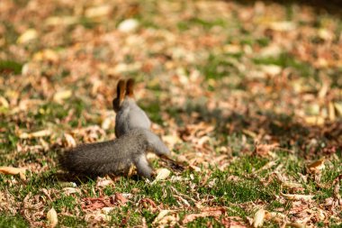 çimenlerin üzerinde sonbahar ormandaki sincap
