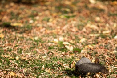 çimenlerin üzerinde sonbahar ormandaki sincap