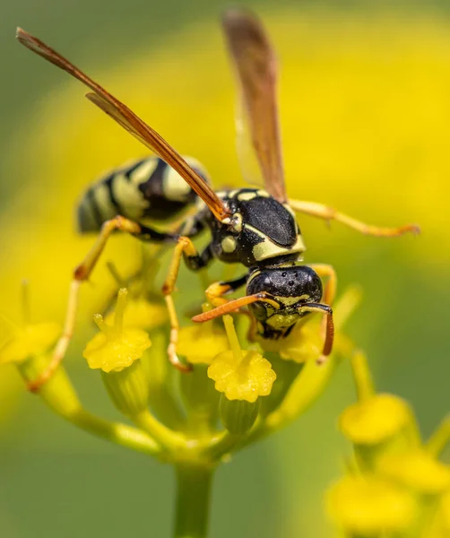 Wasp Close Een Gele Bloem Intreepupil — Stockfoto