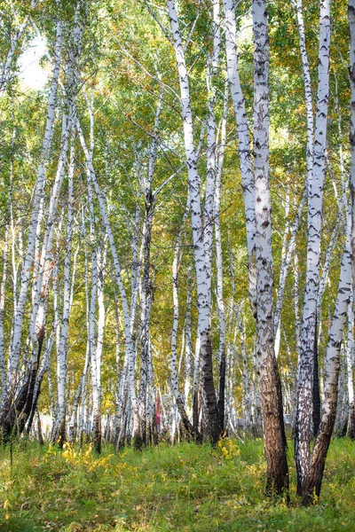 Gelber Birkenwald Spätherbstliche Naturlandschaft — Stockfoto